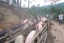Giá lợn giảm sốc, người nuôi thả lợn ra đường hoặc tự đào hố chôn