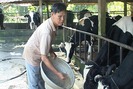 Nông dân miền Tây liên kết để làm giàu từ nuôi bò sữa