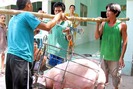 Lợn Việt sẽ "rộng đường" sang Trung Quốc 