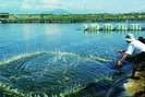 Cải thiện tiêu hóa cho vật nuôi thủy sản bằng tảo và đất sét