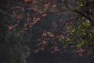 Hà Nội tháng 4 - lãng mạn mùa cây thay lá