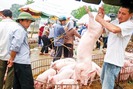 Giá lợn giảm sốc không thể chỉ trông đợi thị trường Trung Quốc 