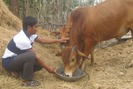 Kỹ thuật vỗ béo trong chăn nuôi bò thịt