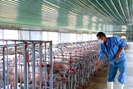 Nông dân chi tiền tỉ nuôi lợn công nghệ cao