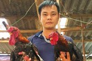 Thu tiền tỷ nhờ bí quyết nuôi gà Đông Tảo