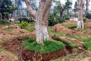 Thái Bình đột ngột di dời loạt cây cổ thụ trăm tuổi