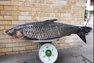 Cá trắm đen nặng 41 kg dài 1,5m trên sông Đà
