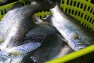 Mô hình nuôi cá sạch VietGAP giúp nông dân đổi đời