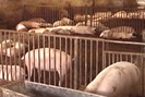 Mô hình chăn nuôi lợn sạch từ trang trại đến bàn ăn