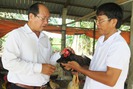 Kinh nghiệm nuôi gà nòi Nam bộ mỗi lứa thu lãi 60 triệu đồng