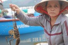 Tôm hùm chết hàng loạt trên biển Phú Yên, thiệt hại hàng trăm tỉ đồng