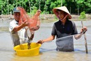 Những tỉ phú nuôi sò huyết dưới tán rừng U Minh