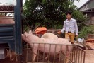 Giá lợn bật tăng, nhiều nơi đạt mức 31.000 đồng/kg