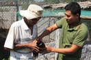 Bỏ ghế giám đốc, lập trang trại nuôi chim trĩ thu 300 triệu mỗi tháng