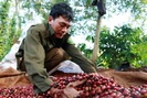 Giá cả thị trường hôm nay (31.5): Sụt giảm nguồn cung đẩy giá cà phê tăng nhẹ 