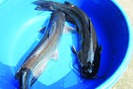 Yên Bái phát triển&nbsp;mô hình nuôi cá nheo Mỹ