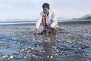 Nghêu chết trắng ở Kiên Giang: Nhiều chỉ tiêu nước biển vượt ngưỡng