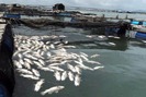Cá chết hàng loạt thiệt hại hơn chục tỉ đồng, làng cá bè Long Sơn lao đao