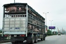 Trung Quốc sẽ nhập khẩu 2,3 triệu tấn thịt lợn