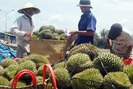 Giá sầu riêng tại Lâm Đồng tăng kỷ lục, nhà vườn bội thu