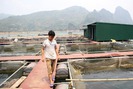 Thu nhập tiền tỉ từ nuôi cá sạch theo VietGap trên sông Đà