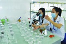 Quảng Ninh khởi công khu sản xuất tôm giống 500 tỉ đồng