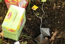 Tác dụng bất ngờ của trà túi lọc khi trồng cây trong chậu