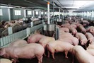 Đã có đối tác mua hàng nghìn tấn thịt lợn xuất khẩu chính ngạch