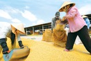 Lúa gạo Việt: Chật vật trên đồng làng, chông chênh nơi biển lớn