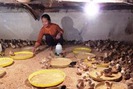 Cách phòng trừ dịch bệnh khi nuôi úm gà con