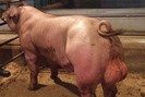 Người chăn nuôi được hỗ trợ lợn giống chất lượng cao