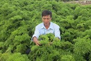Những vườn đinh lăng cho thu nhập tiền tỉ ở Nam Định