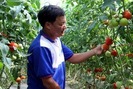 Trang trại cà chua Nhật, mỗi tháng bỏ túi gần 100 triệu đồng