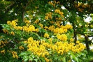 Hoa sưa vàng Quảng Nam bung vàng rực rỡ ngày đầu hè