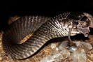 Kỹ thuật nuôi rắn hổ mang cho lợi nhuận cao