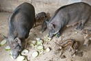 Lợn công nghiệp ngắc ngoải lợn đặc sản cháy hàng