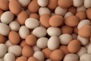 Bi đát trứng gà tiêu chuẩnVietGAP lại rẻ hơn trứng gà thường