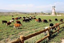 Thăm trang trại bò sữa Việt ngỡ ở trời Âu