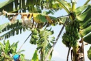 Nhờ kỹ thuật trồng chuối trải bạt, nông dân Diên Khánh bội thu