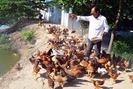 Kinh nghiệm nuôi gà thả vườn hạn chế dịch bệnh