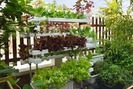 Ngỡ ngàng vườn rau trồng trên sân thượng nhà của nữ Giám đốc doanh nghiệp