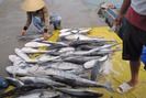 Tìm nguyên nhân khiến cá bớp ở Cà Mau chết hàng loạt