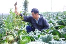 Những nông dân lên đời tỉ phú nhờ trồng rau công nghệ cao