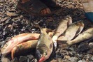 Cá chết hàng loạt bất thường gần khu tiểu thủ công nghiệp