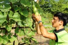 Cử nhân 9X mỗi năm thu 1,2 tỉ đồng nhờ trồng rau sạch