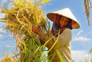 Hạt gạo Việt thấm đẫm mồ hôi trên cánh đồng nắng cháy