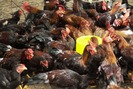 Kỹ sư 5x lai tạo thành công giống gà đặc sản ở Tiền Giang