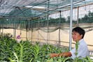‘Đột nhập’ trang trại hoa lan lớn nhất miền Trung 