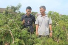 Bí quyết thu trăm triệu nhờ trồng đinh lăng của nông dân Nam Định
