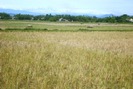 Nhiều cánh đồng lớn ở Hà Tĩnh nguy cơ bỏ hoang do thiếu giống